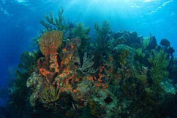 Sunlit rocky coral reef with spots of orange sponge