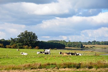Obraz premium Herd of cows sitting in a field by Blithfield reservoir, Blithbury.