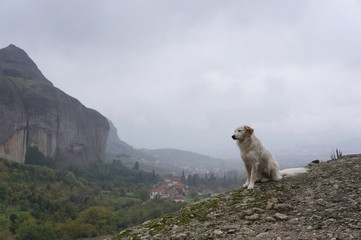 Dog on the mountainside, mountains of Greece, fog