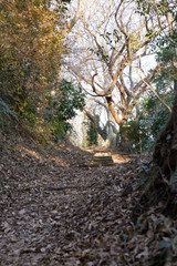 Fototapeta premium 湘南平から眺める大山