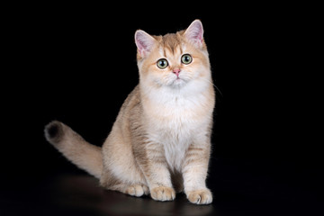 Beautiful British cat on a black background