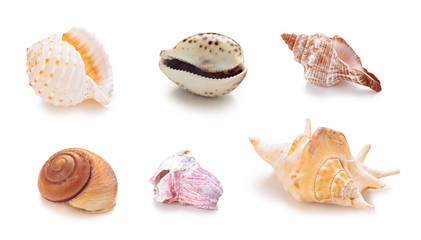 Obraz na płótnie Canvas Different sea conch shells in a row.