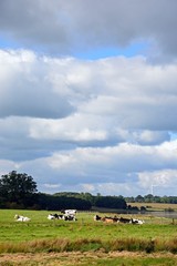 Herd of cows sitting in a field alongside Blithfield reservoir, Blithbury.