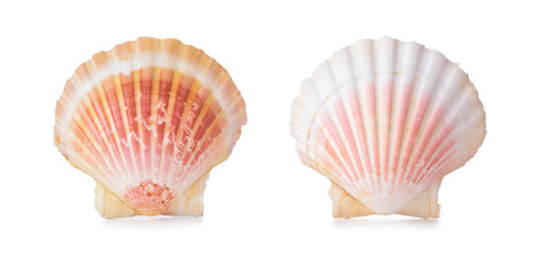 Scallop shells in a row.