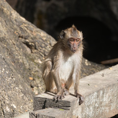 monkey close-up