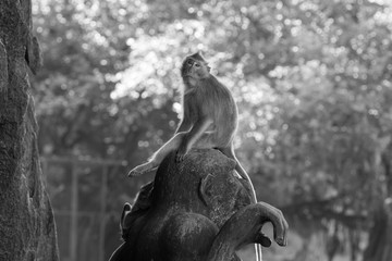 Fototapeta na wymiar poseur monkey on a rock - black and white