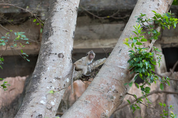 Young monkey in a tree