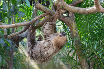 Fototapeta premium sloth on a background of foliage