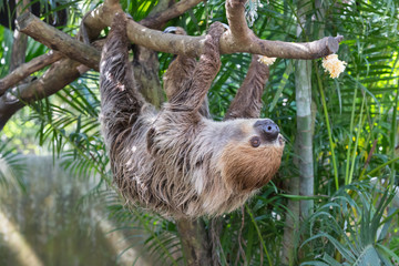 sloth looking for food