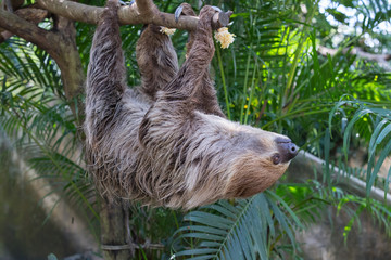 sloth is hanging on the balance beam