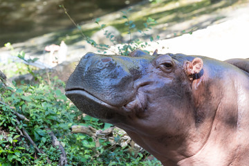 Portrait of a hippopotamus on a grass background