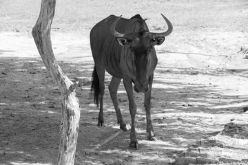 Connochaetes or wildebeest looking at you - black and white