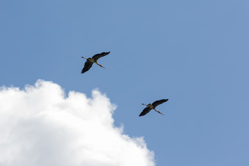 Two stork in flight