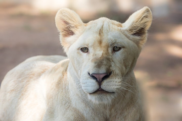 portrait of a female lion