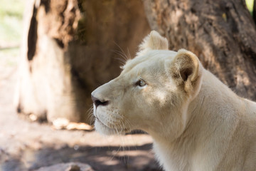 female head of a lion