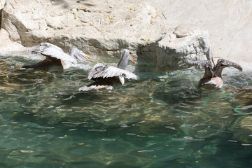 pelicans swimming in the pool