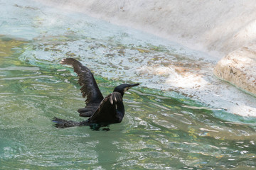 Phalacrocorax auritus or double-crested cormorant