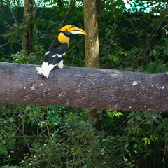 Malay Hornbill on a log