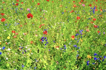 Fototapeta premium Blumenwiese im Sommer - Grußkarte - Wildblumen