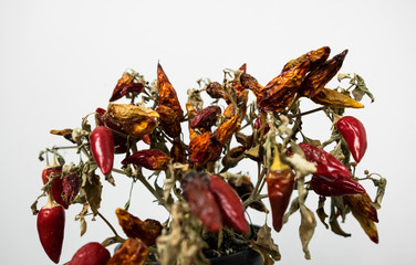 Dying chilli plant with withered leaves and fruit