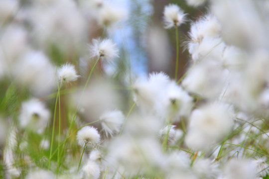 Cottongrass in forest