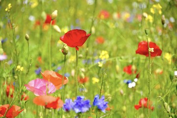 Blumenwiese im Sommer - Grußkarte - Wildblumen
