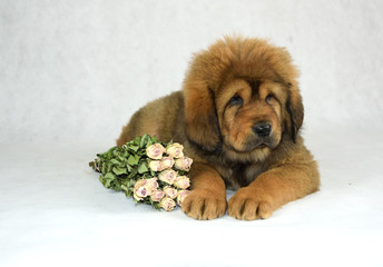 0178 - Mastiff Tybetański © DesignArt.pl