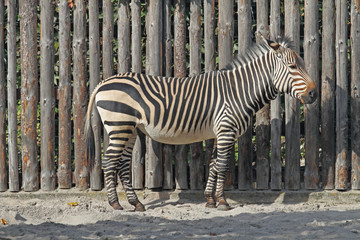 Zebra