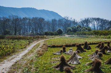 The countryside road scenery