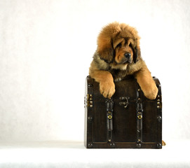 0178 - Mastiff Tybetański © DesignArt.pl