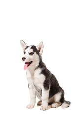 Naklejka na ściany i meble Siberian Husky puppy isolated on a white background