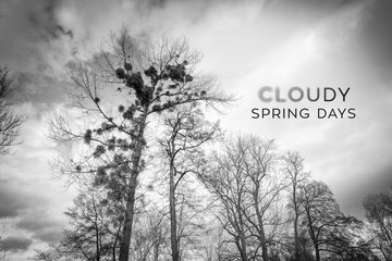 Clouds with Trees in Spring