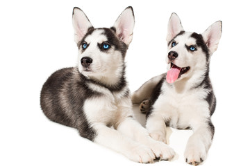 two little cute puppy of Siberian husky dog with blue eyes isolated