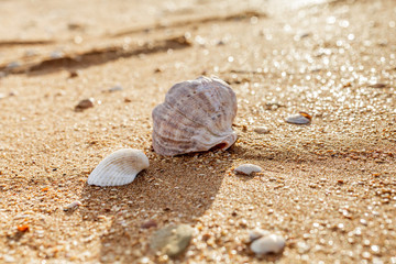 Shell Rapana venosa