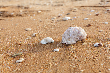 Seashell on the beach