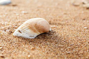 Seashell on the beach