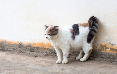 The cat relaxing on floor,brown cat and white cat