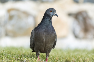 up shot of grey pigeon on blurred green background