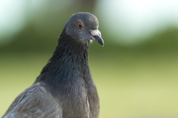up shot of grey pigeon on blurred green background