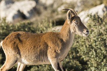 Ibex goat in rocky mountain