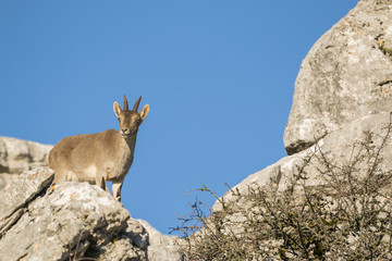 Ibex goat in rocky mountain