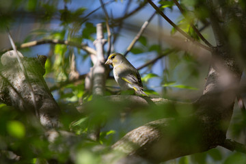 FOREST BIRDS