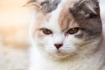 The cat relaxing on floor,brown cat and white cat
