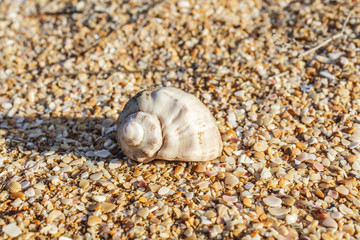 Shell Rapana venosa