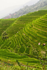 china rice field