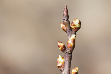 Leaf buds on branch against blurry background, young leaves just starting to grow. Copy space