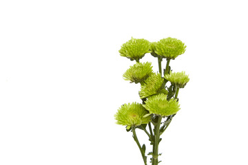 Flower green Chrysanthemum