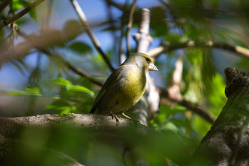 FOREST BIRDS