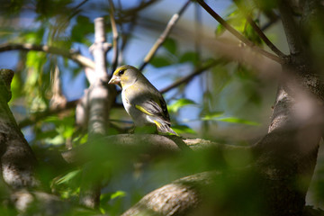 FOREST BIRDS