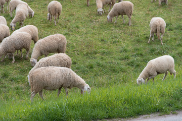Fototapeta premium Sheep grazing